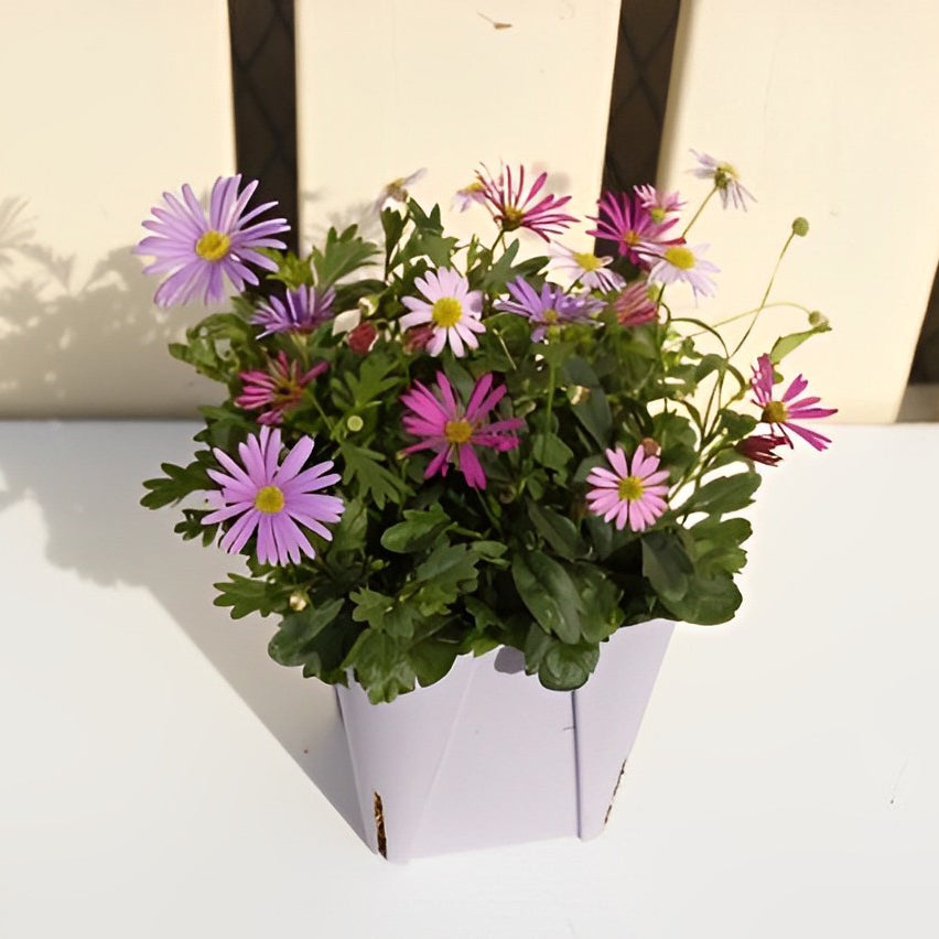 【予約商品：4/14発送】ブラキカム・カラーズ 姫小菊3色植え1鉢
