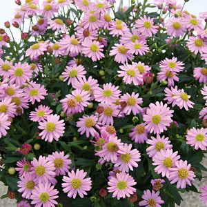 【予約商品：4/14発送】ブラキカム・カラーズ 姫小菊3色植え1鉢