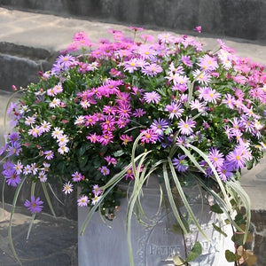【予約商品：4/14発送】ブラキカム・カラーズ 姫小菊3色植え1鉢