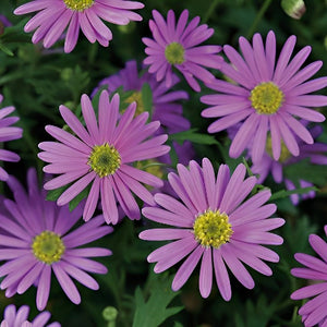 【予約商品：4/14発送】ブラキカム・カラーズ 姫小菊3色植え1鉢