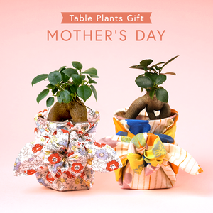 【母の日ギフト】土を使わない観葉植物テーブルプランツ(Table Plants) ガジュマル【5/16以降お届け】