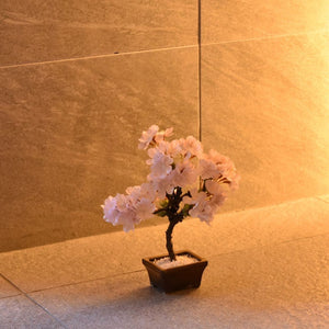 桜のドライ盆栽® 「花見」盆栽鉢（茶）※桜の花はフェイクフラワーです