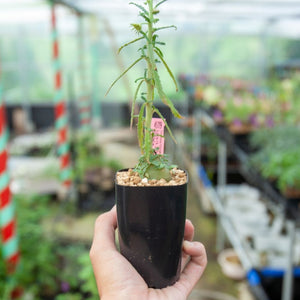 【休眠中】ドルステニア・ヒルデブランティ クリスパム 2.5号 塊根植物 夏型