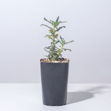 画像をギャラリービューアに読み込む, 【休眠中】ドルステニア・ヒルデブランティ クリスパム 2.5号 塊根植物 夏型
