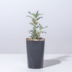 【休眠中】ドルステニア・ヒルデブランティ クリスパム 2.5号 塊根植物 夏型