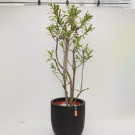 【一点物】ドラセナ・ソングオブインディア 10号 沖縄の観葉植物 高さ 約160cm No.26