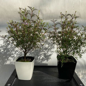 ボロニア　ピナータ　２鉢セット