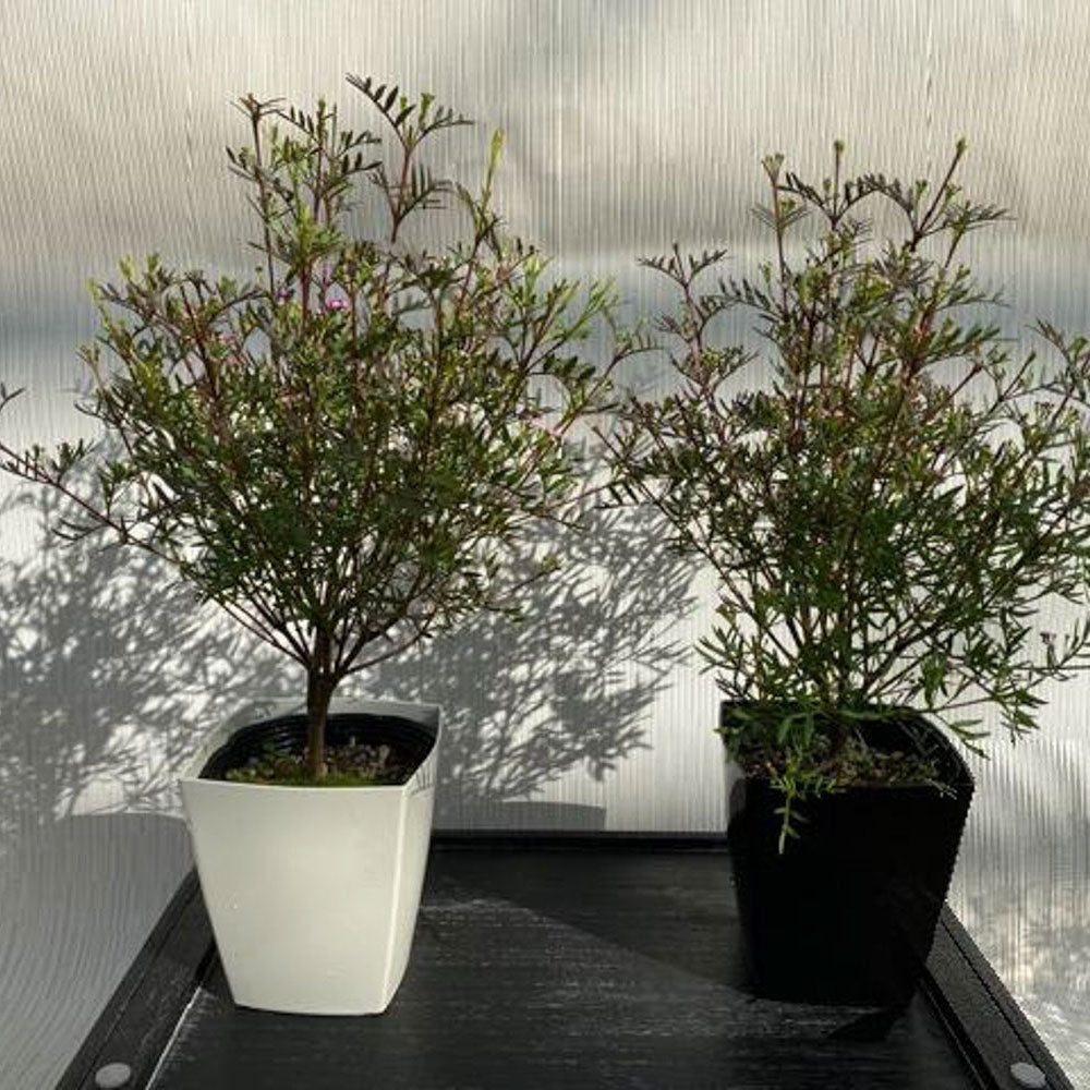 ボロニア　ピナータ　２鉢セット