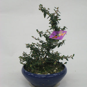 テンノウメ（イソザンショウ）盆栽鉢