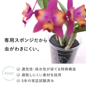 【土を使わない花】テーブルプランツ (Table Plants) ミニカトレア