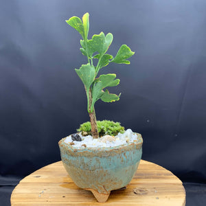 【一点物】斑入りイチョウ×信楽焼鉢 ミニ盆栽