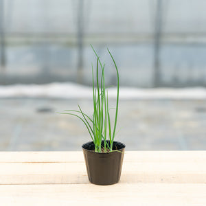 【料理に摘んで食べられる】 おうち和香草の苗セット（小ねぎ、青しそ、赤しそ）