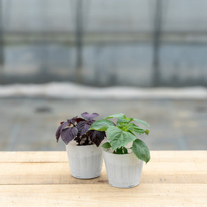 【料理に摘んで食べられる】 おうち和香草の苗セット（小ねぎ、青しそ、赤しそ）