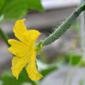 キャンプやBBQにも 3種選べる夏野菜セット（3苗）