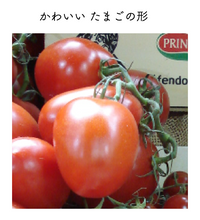 画像をギャラリービューアに読み込む, トマトソースやトマト料理に使えるイタリアントマト
