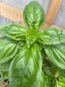 ミニトマトとバジルの寄せ植え３苗セット