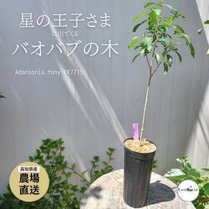 【休眠中】バオバブの木 アダンソニア フォニー 3.5号 KK7715 春夏型コーデックス