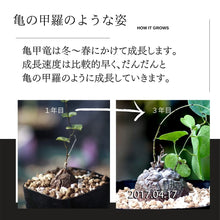 画像をギャラリービューアに読み込む, アフリカ亀甲竜 2.5号 塊根植物 春秋型
