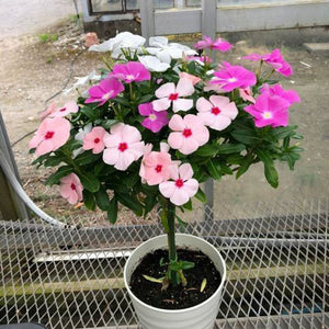 ニチニチソウスタンド３色植え 6号