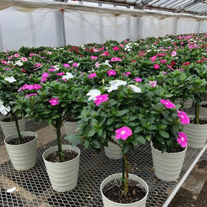ニチニチソウスタンド３色植え 6号