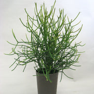 【室内におすすめ 植物】ミルクブッシュ 6号