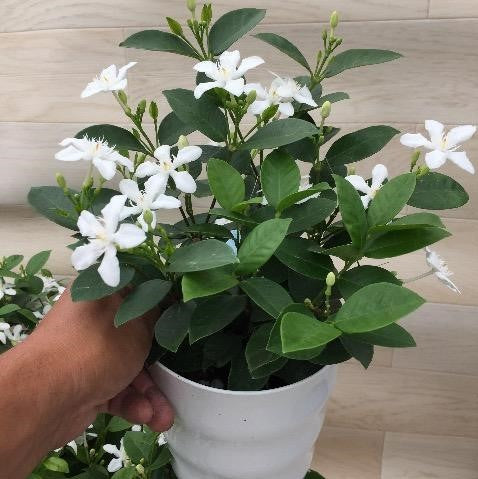 セイロンライティア   5号 鉢花