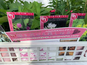 【予約商品：12/10発送】切花でも楽しめる宿根草 6ポットセット