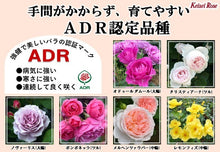 画像をギャラリービューアに読み込む, 【予約商品：11/5以降発送】バラ ADR認証 おまかせ 2ポットセット
