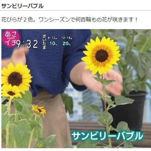 【予約商品：6/17発送】ヒマワリ・サンビリーバブル・ブラウンアイガール 花苗 2ポットセット