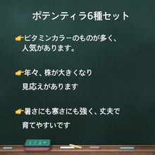 画像をギャラリービューアに読み込む, ポテンティラ 4ポットセット
