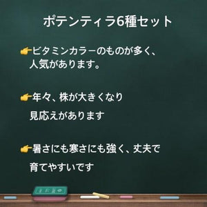 ポテンティラ 4ポットセット