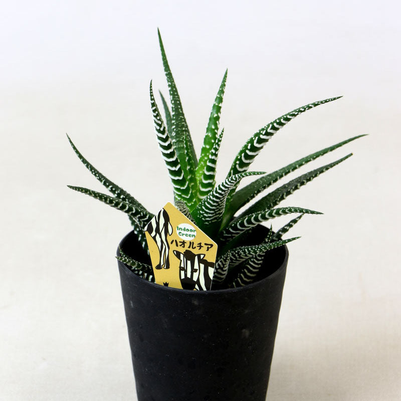 十二の巻(ジュウニノマキ) 硬葉系ハオルチア 多肉植物 1鉢