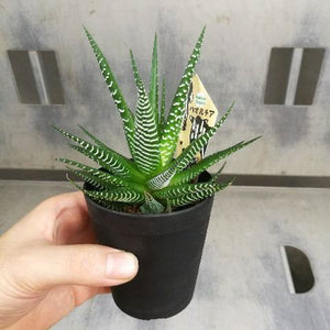 十二の巻(ジュウニノマキ) 硬葉系ハオルチア 多肉植物 1鉢