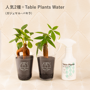 【土を使わない観葉植物】テーブルプランツ(Table Plants) お得なおすすめセット