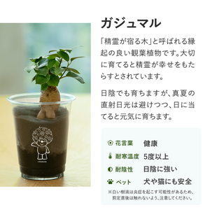 【土を使わない観葉植物】テーブルプランツ(Table Plants)ガーデンベアカップ