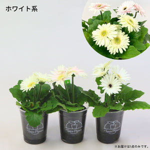 【土を使わない花】テーブルプランツ (Table Plants) ガーベラ