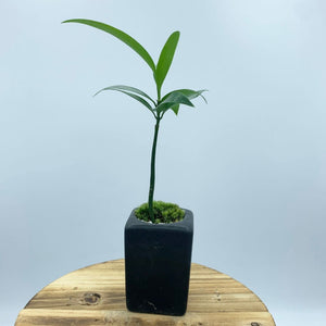 【一点物】ナギ(黒鉢)　ミニ盆栽