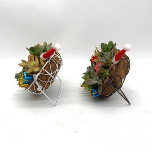 【クリスマスに】多肉植物 置き型リース ハート・丸型 2種セット