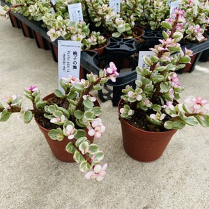 ポーチュラカリア・桃子の舞 多肉植物 2ポットセット