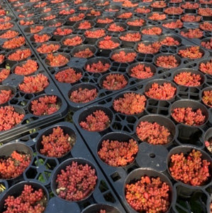 虹の玉(ニジノタマ) 多肉植物 3ポットセット