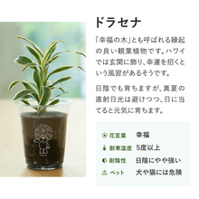 画像をギャラリービューアに読み込む, 【土を使わない観葉植物】テーブルプランツ(Table Plants)ガーデンベアカップ
