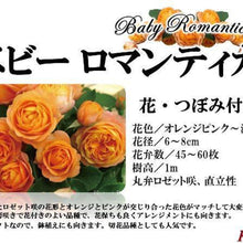 画像をギャラリービューアに読み込む, バラ’ベビーロマンティカ’
