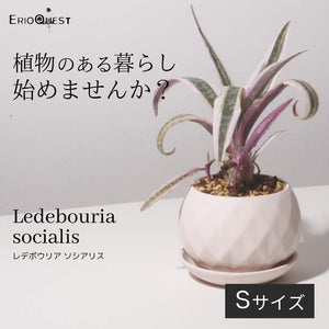 レデボウリア・ソシアリス ピンク鉢付き 3.5号 ケープバルブ 夏型