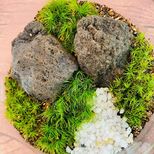 【北海道で育った】苔のボトルテラリウム（タマゴケ・シッポゴケ）直径10cm