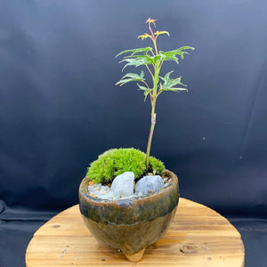 【一点物】モミジ（紅葉） 松霜×信楽焼鉢セットミニ盆栽