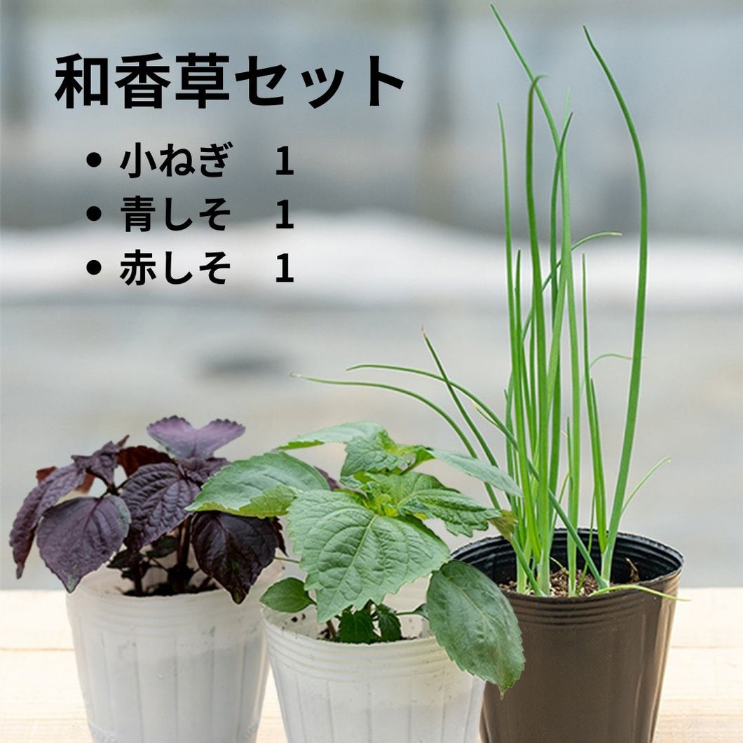 【料理に摘んで食べられる】 おうち和香草の苗セット（小ねぎ、青しそ、赤しそ）