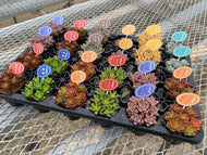 多肉植物 2.5号 ポット ケース売り24個入 【8品種保証】