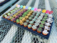 多肉植物 1.5号 ケース売り 72個入り 【9品種保証】