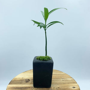【一点物】ナギ(黒鉢)　ミニ盆栽
