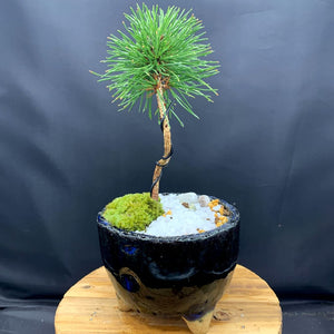【一点物】ミニ盆栽 曲付け黒松 信楽焼鉢（藍） 3.5号